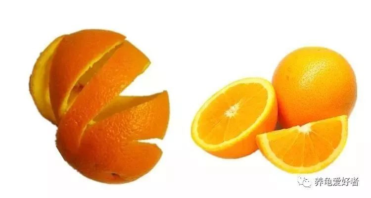 养龟异味怎么处理,养龟怎样防止臭味