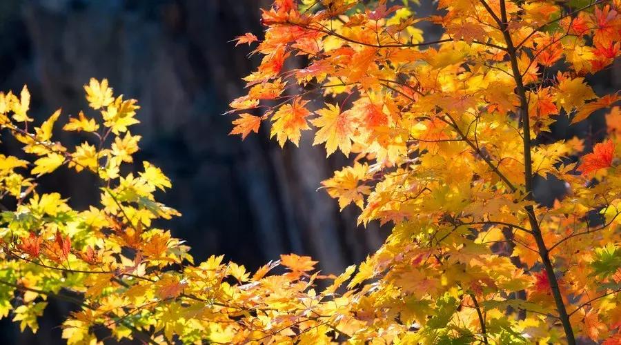 论语成语典故有哪些,论语115个成语典故ppt课件