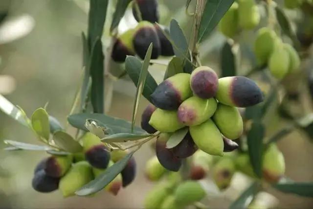 成都金堂橄榄小镇最新规划,金堂橄榄小镇在哪里