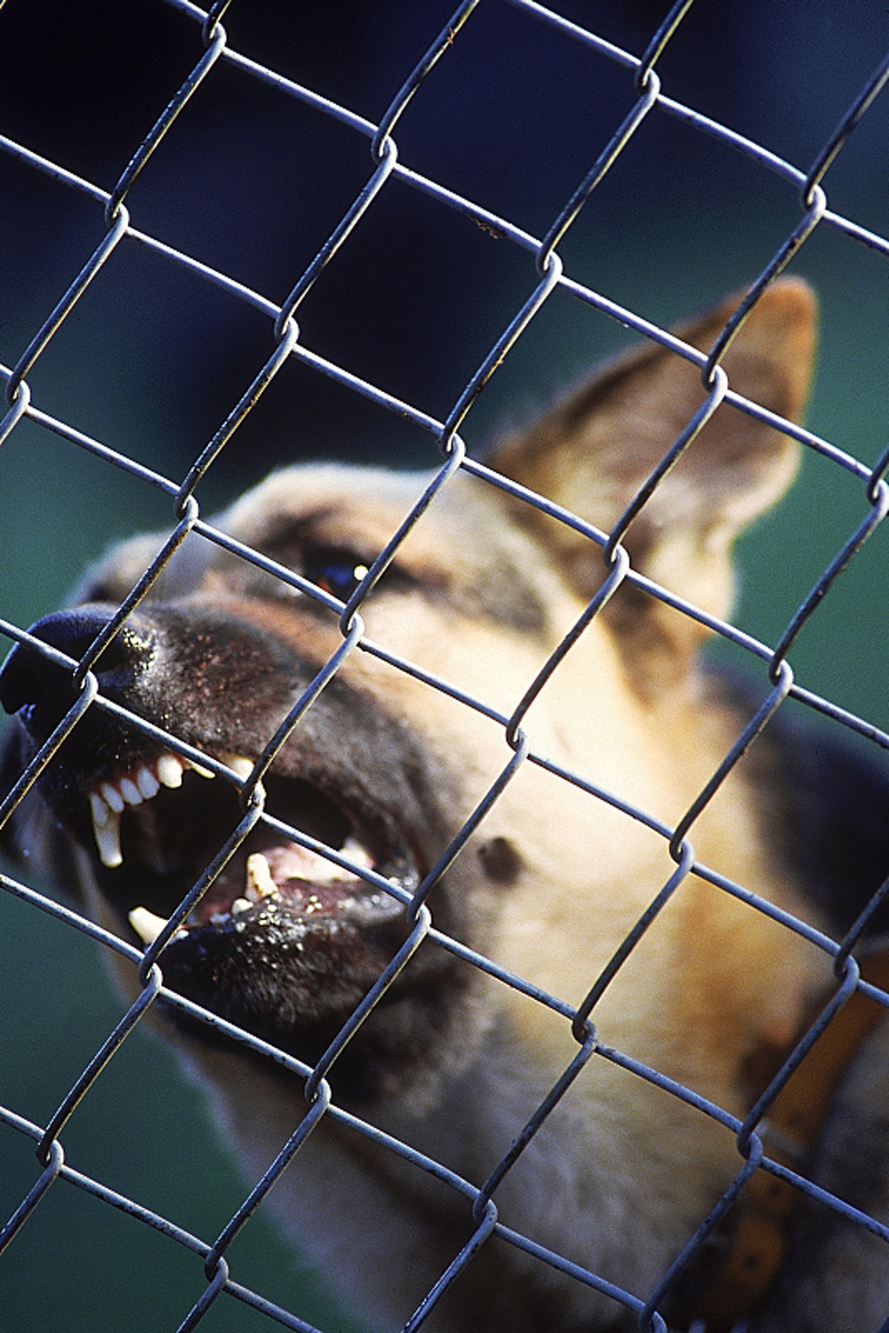 注意有哪些特征,出门被狗咬怎么防