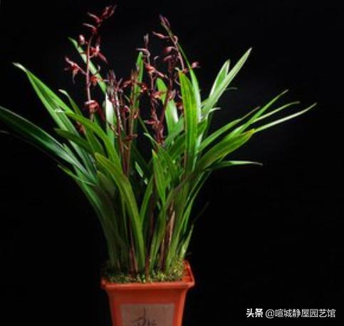 墨兰突然黄叶是什么原因,墨兰黄叶的原因是什么