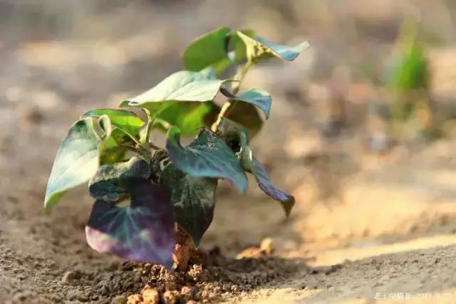 贵阳不光是辣味的，还有一种味道叫折耳根！