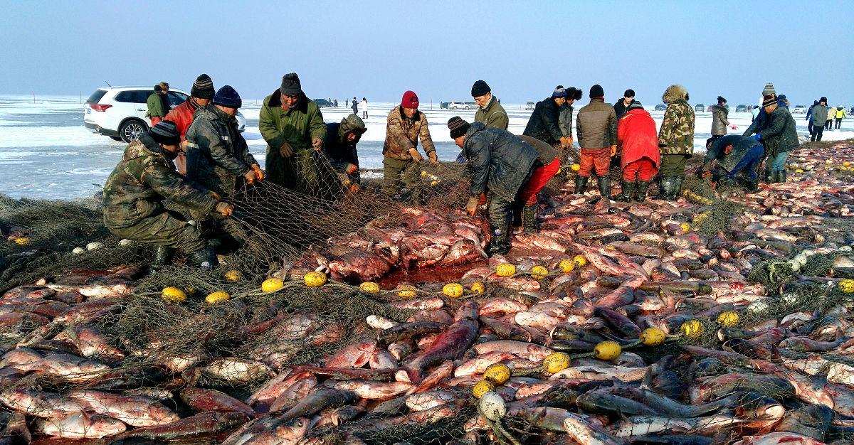 查干湖一网多少万斤鱼,一网捞出来七万斤鱼冬捕