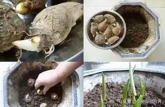 吃完的水果种子不要丢,吃完水果果核别扔