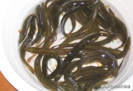 泥鳅养殖前景和价格,泥鳅养殖的价格是多少