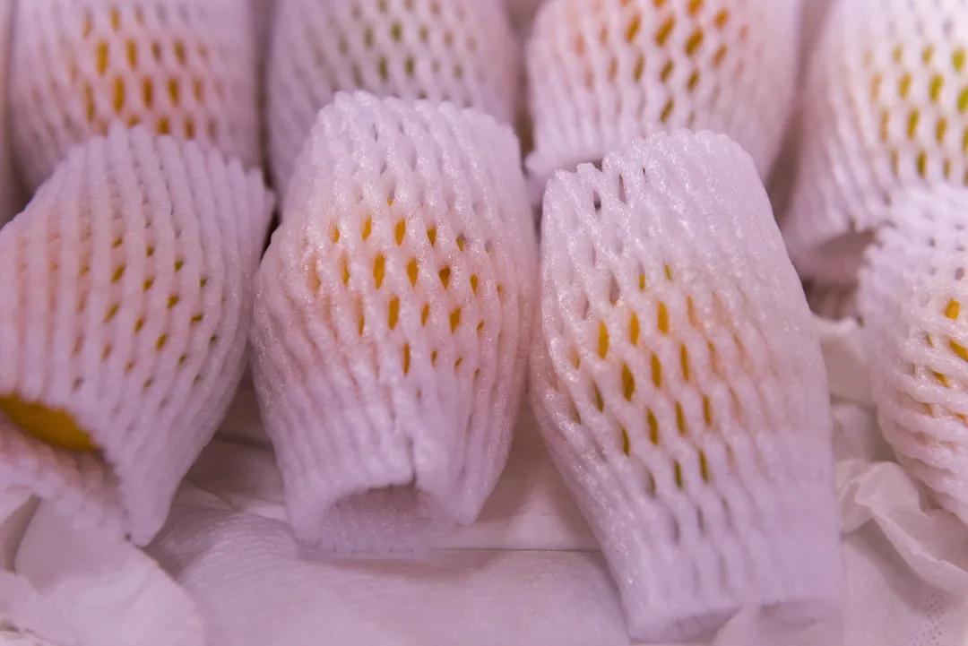 敦煌李广杏子熟了,敦煌李广杏甜度