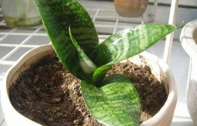 什么盆栽又好看又能净化空气,十大适合室内空气净化盆栽