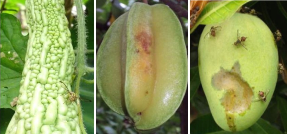 防果实蝇最有效又实用的方法,果实蝇爆发期怎么办