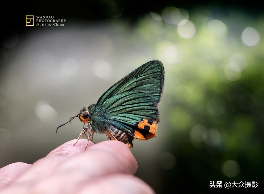 他7年专注拍蝴蝶,获“蝶痴”、“蝶仙”雅号