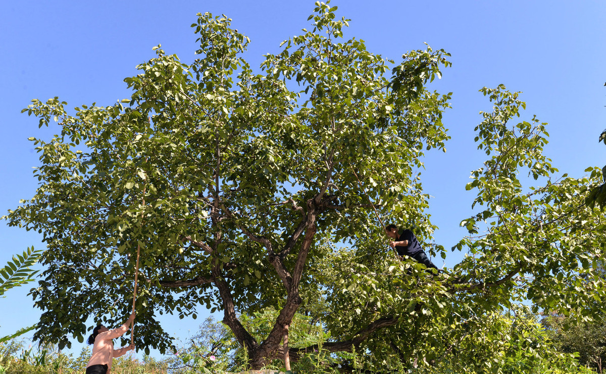 种植核桃树不结果的原因是,种植的果树为什么不发芽