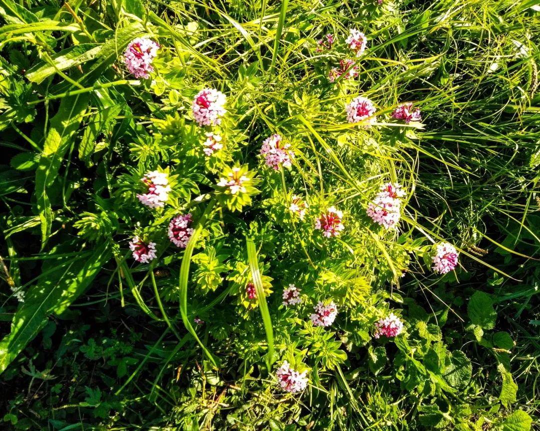 徒步穿越北驼梁完整版,穿越花海古道游记