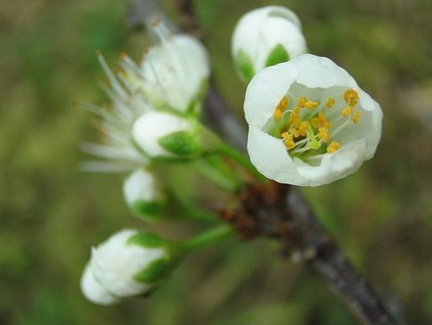 没有蔷薇科，哪里会有春天？