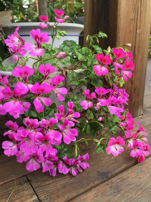 观花最好养的植物,5-10月适合养什么花