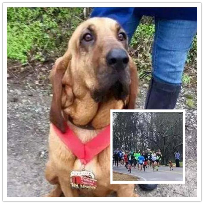 运动员踢死一只小狗,运动员踢小狗