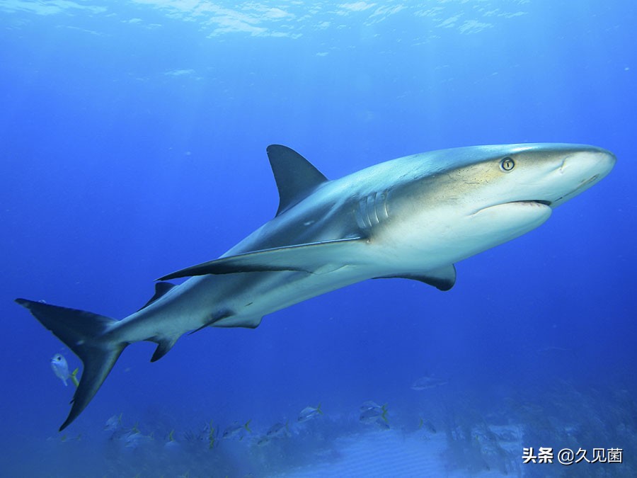 寄生虫灭绝了对生态有影响吗,寄生虫离开人体多久会死亡