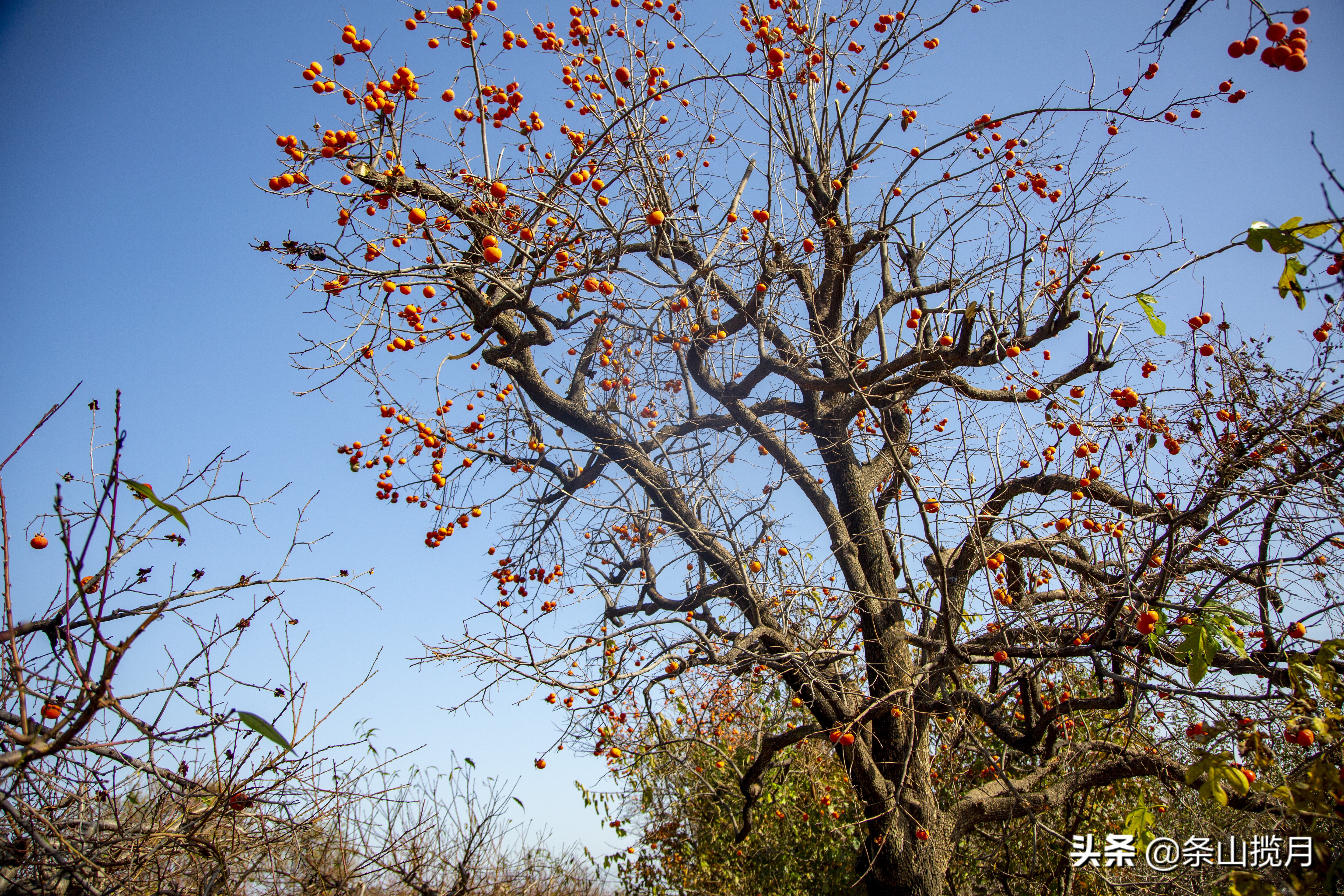 柿子红了记忆中的乡愁,柿子红了的乡愁文案