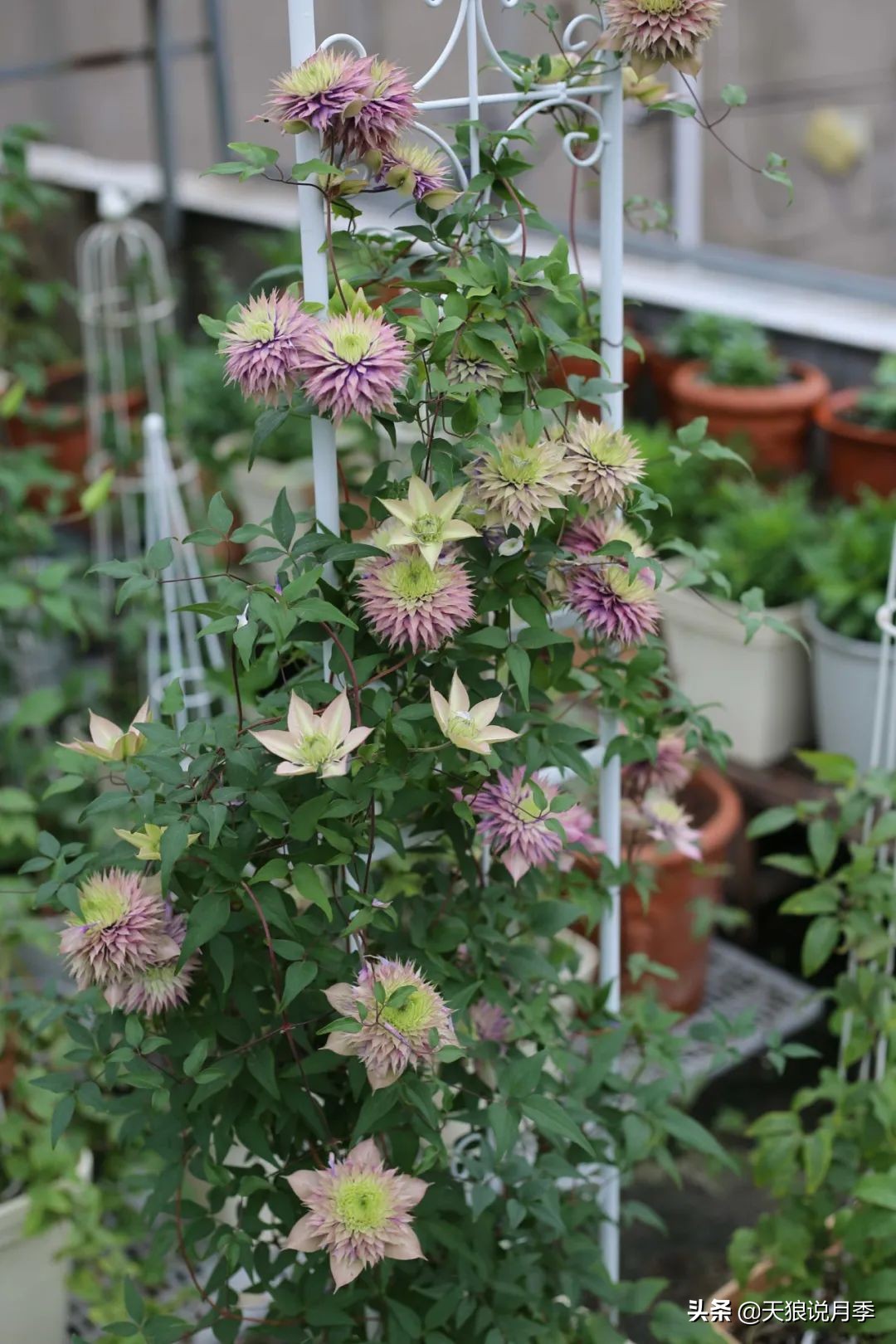 别人做梦都想要的花墙，他早就用铁线莲实现了