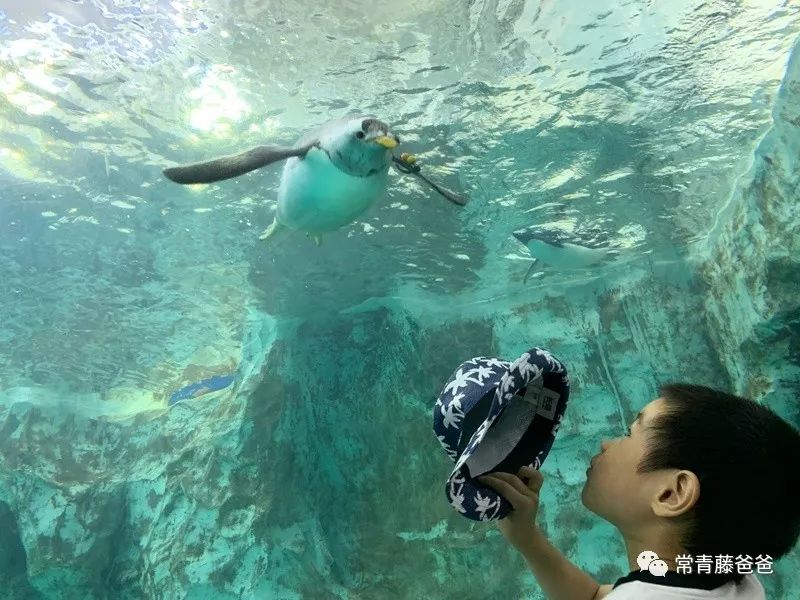 广州长隆攻略两天一夜住哪个酒店,去珠海长隆前一天下午游玩攻略