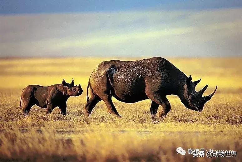 食草动物中的“斗士”-黑犀
