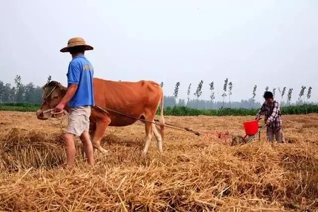 我们曾经放过的麦假