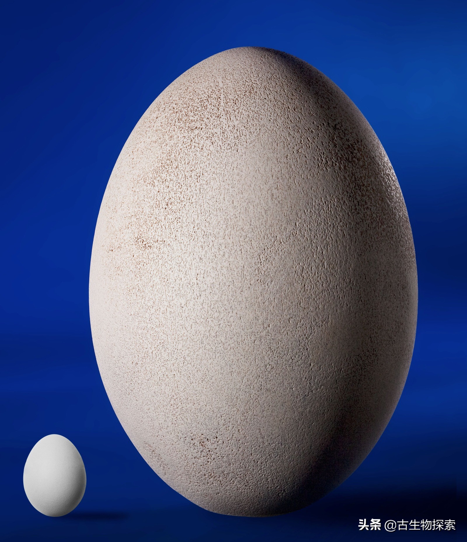 先有鸡还是先有蛋？来一节蛋蛋进化史