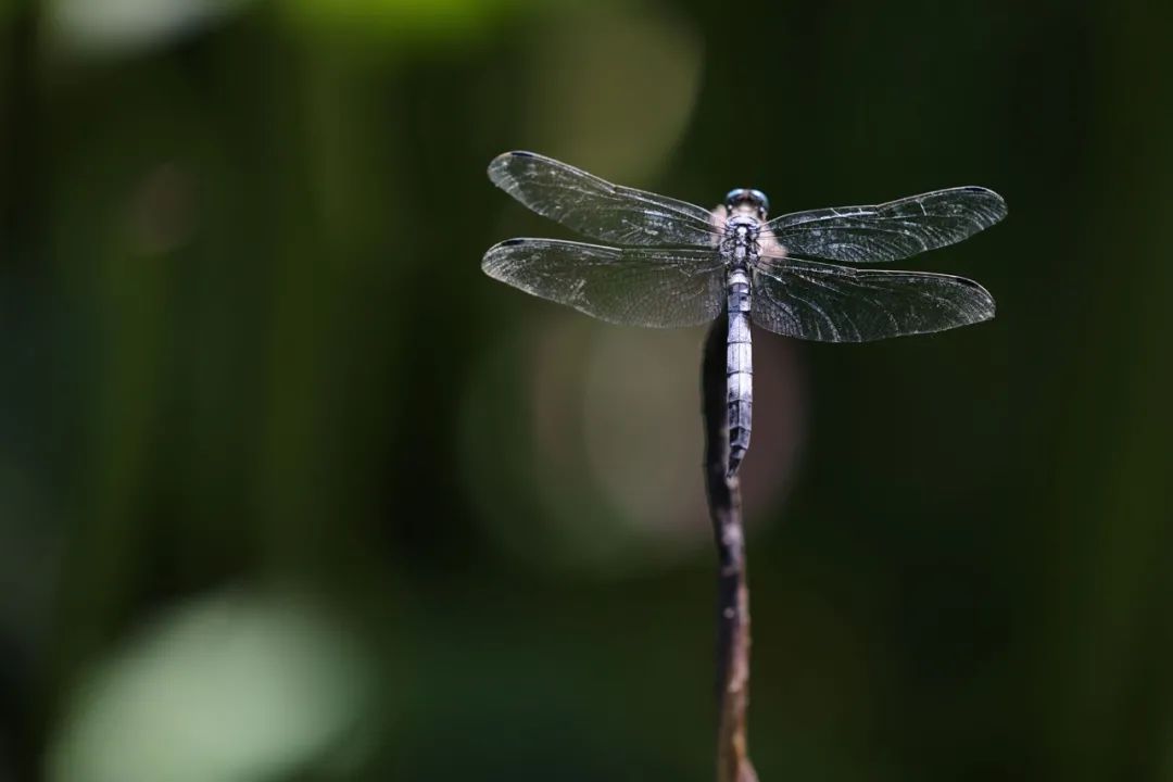 佳能eosr5对比佳能eosr5cc测评,佳能eosr5相机深度测评
