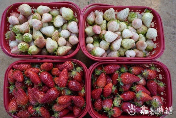 陆良县草莓采摘,陆良绿河谷生态草莓采摘园