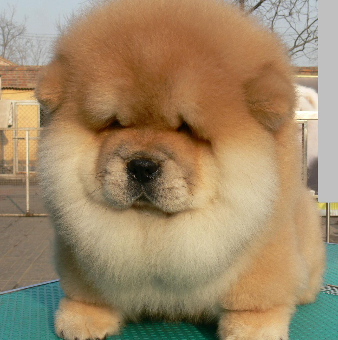 中国常见的体型较大的狗有哪些,国内十大常见狗