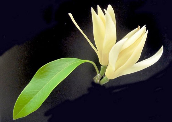 白兰花语,白兰花的寓意和花语是纯洁的爱