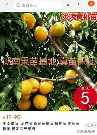 株洲电商规模,电商从业者超过15万