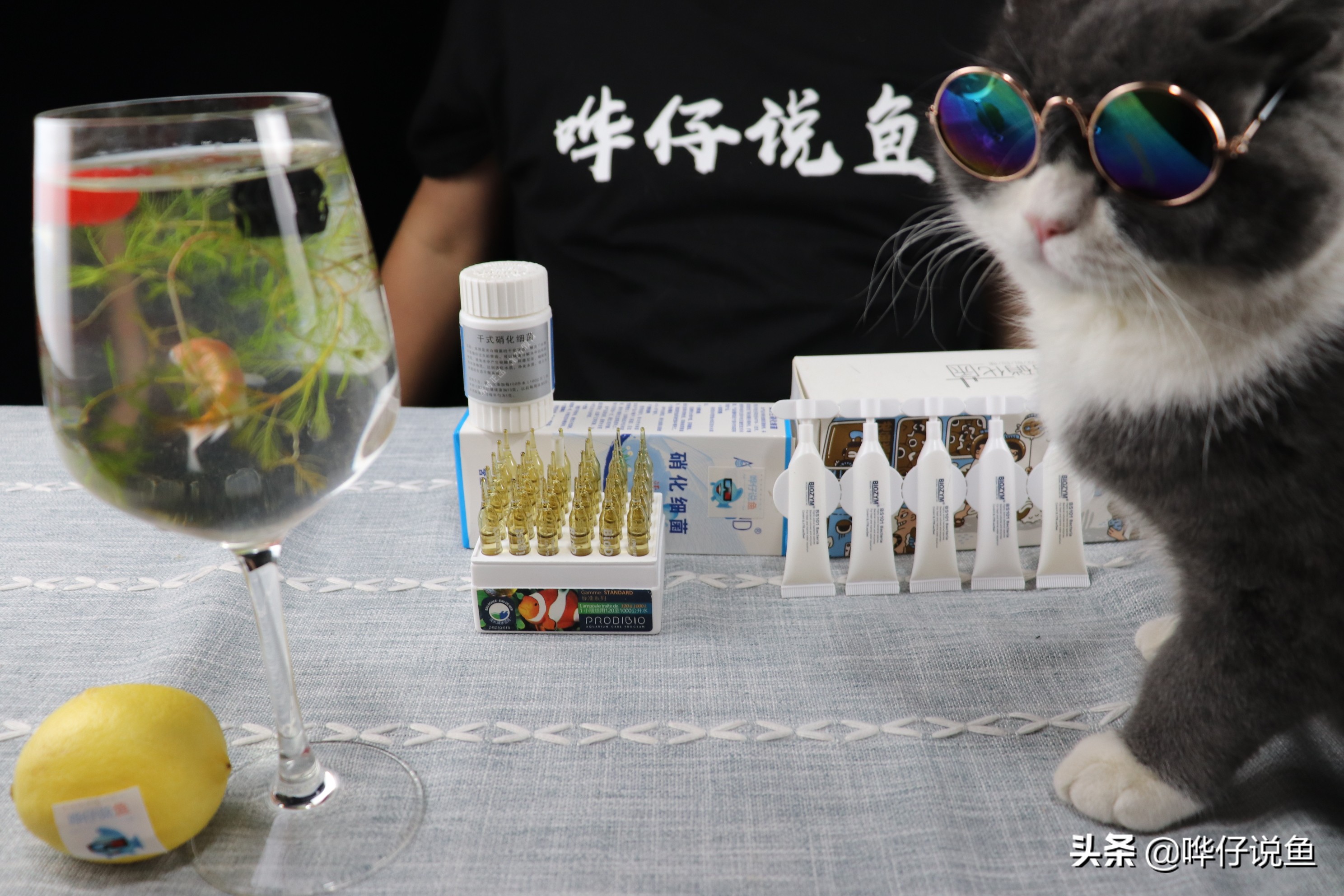 鱼缸鱼状态良好需要加硝化细菌吗,鱼缸鱼很多有必要用硝化细菌吗