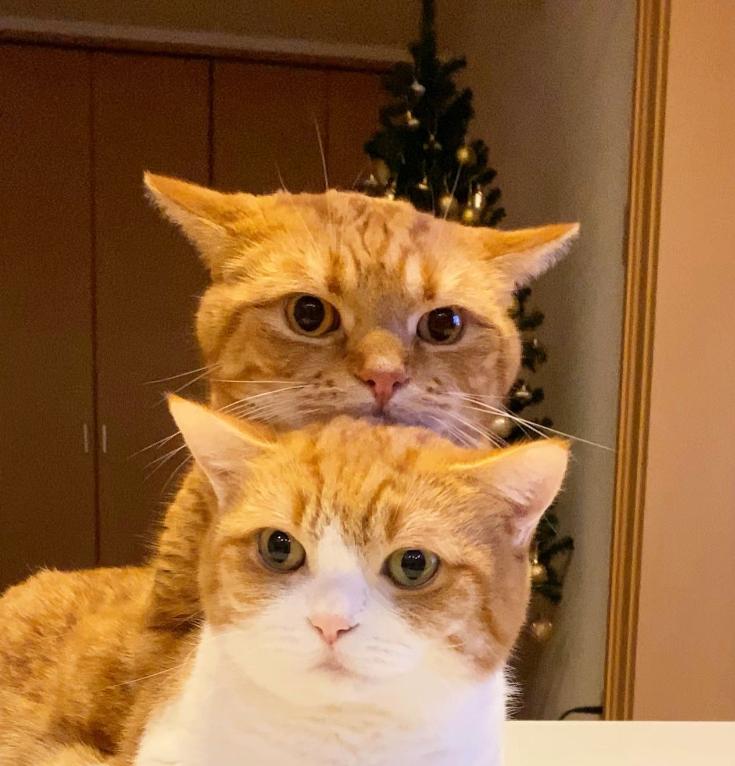 短腿兄妹,全网最火短腿猫