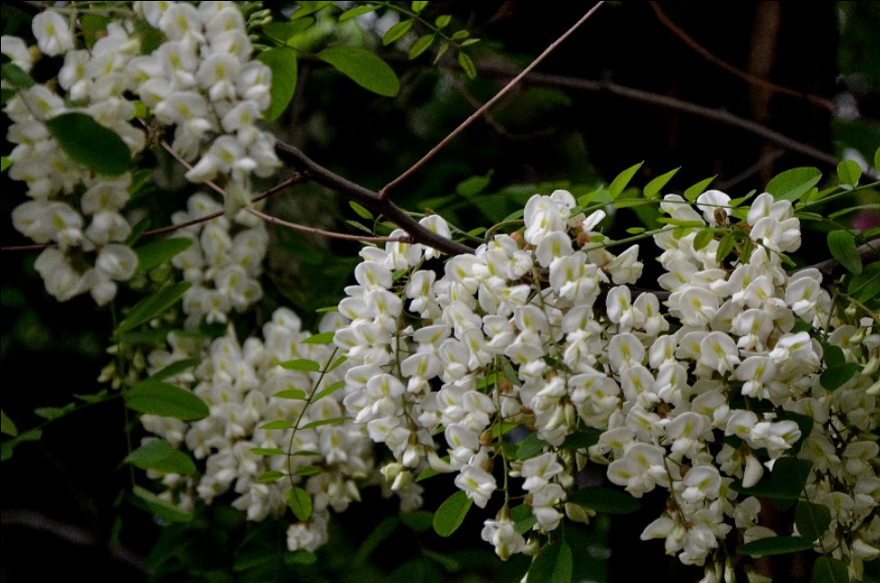 如果你路过西郊,有幽香沁入心脾,那定是从红光公园飘来的槐花香