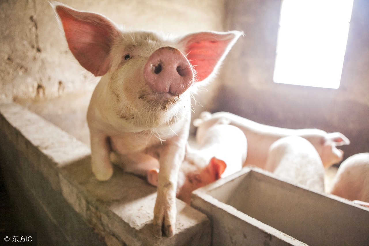 育肥猪食欲差掉膘严重,育肥猪挑食吃食少怎么解决