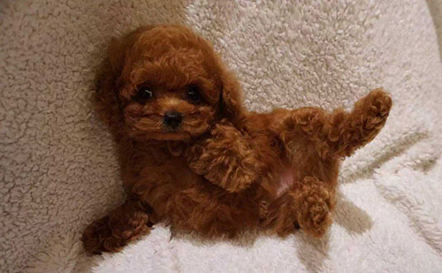 小狗拉稀一滩水腥臭是细小吗,两个月小狗拉稀软便