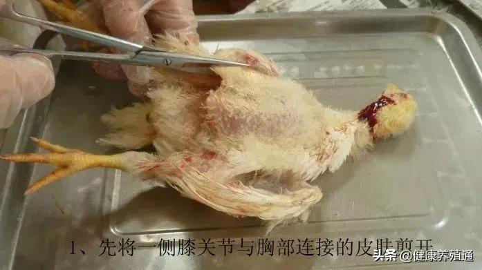 家禽与家禽解剖的不同点,家禽疾病诊断及解剖步骤