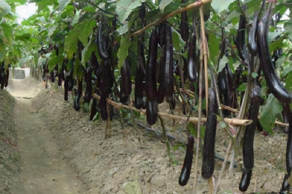 茄子出现褐色腐烂是什么病,茄子幼苗蔫了怎么办