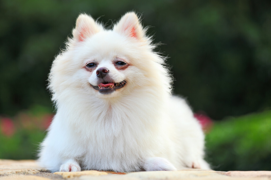 狗狗的饲养方法与技巧,合理饲养狗狗的十大准则