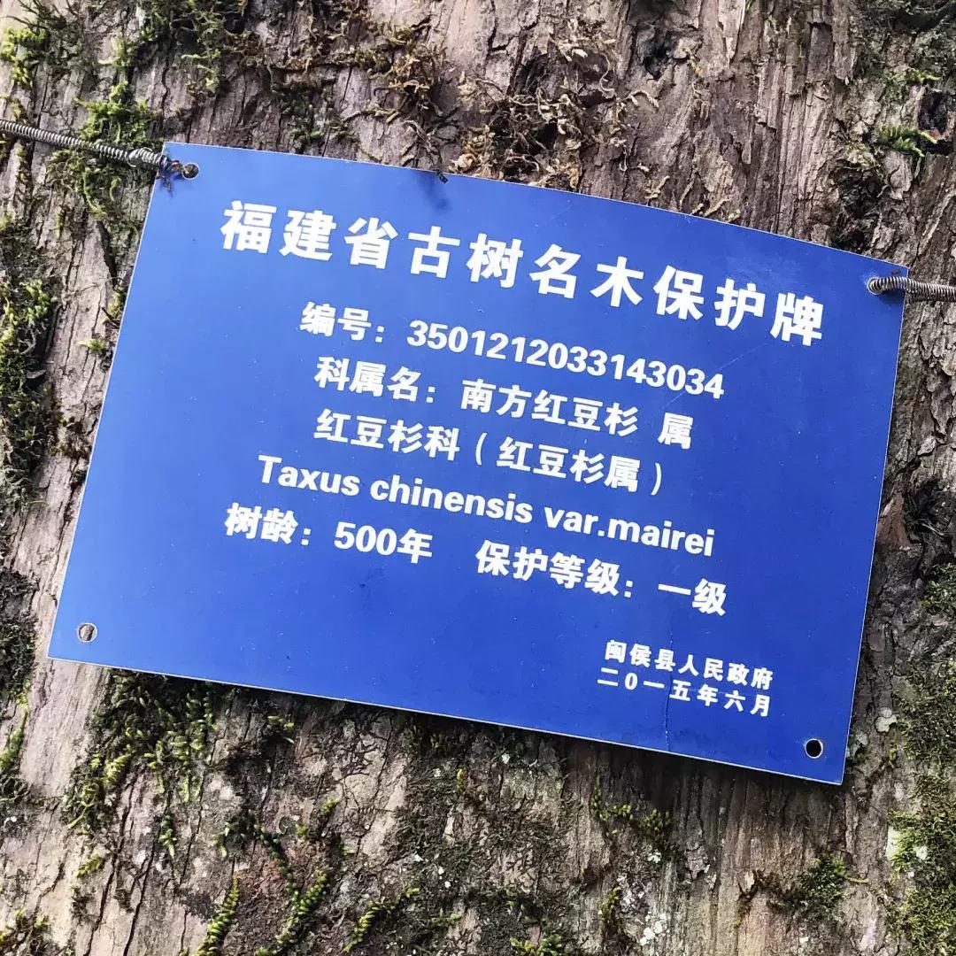 红豆杉树皮有哪些副作用,红豆杉树皮煮水可以抗癌吗