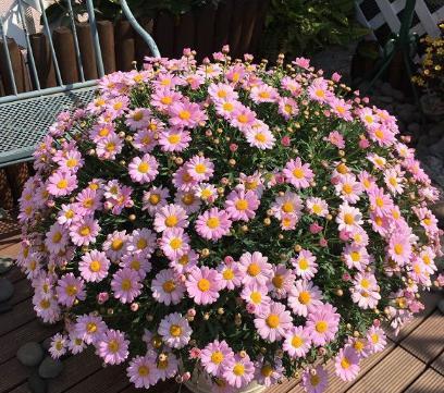 玛格丽特一棵怎么养爆盆,玛格丽特移盆打蔫怎么回事