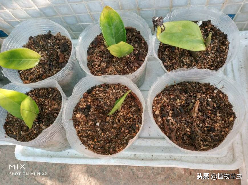 金钱树怎样插枝成活率高呢,金钱树怎么扦插成活率高一点