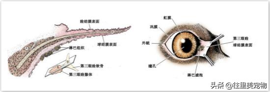 宠物眼角增生怎么治,宠物第三眼睑增生滴什么眼药水