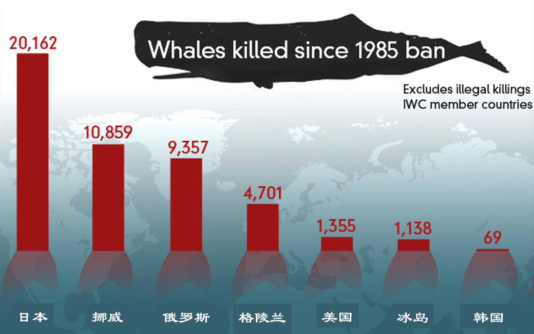 美国大型捕鲸的真实事件,抹香鲸有多濒危