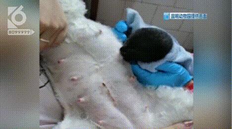 跨越种族的母爱小狗和小猫,跨越种族的母爱狗狗救小猫