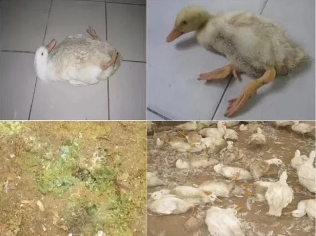 鸭子黄病毒浆膜炎怎么治疗,鸭黄病毒病的症状及治疗方法