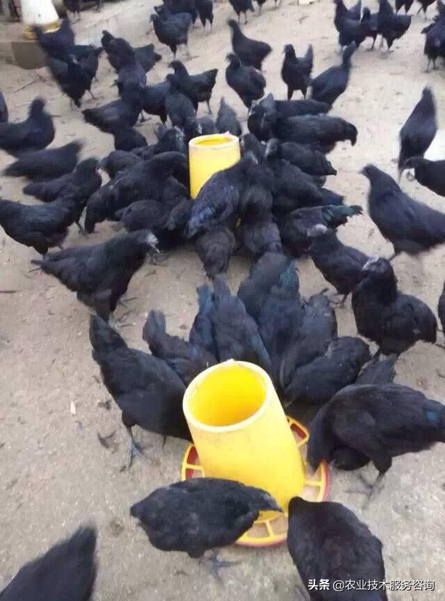 东乡绿壳蛋鸡养殖前景,中国绿壳蛋鸡养殖基地