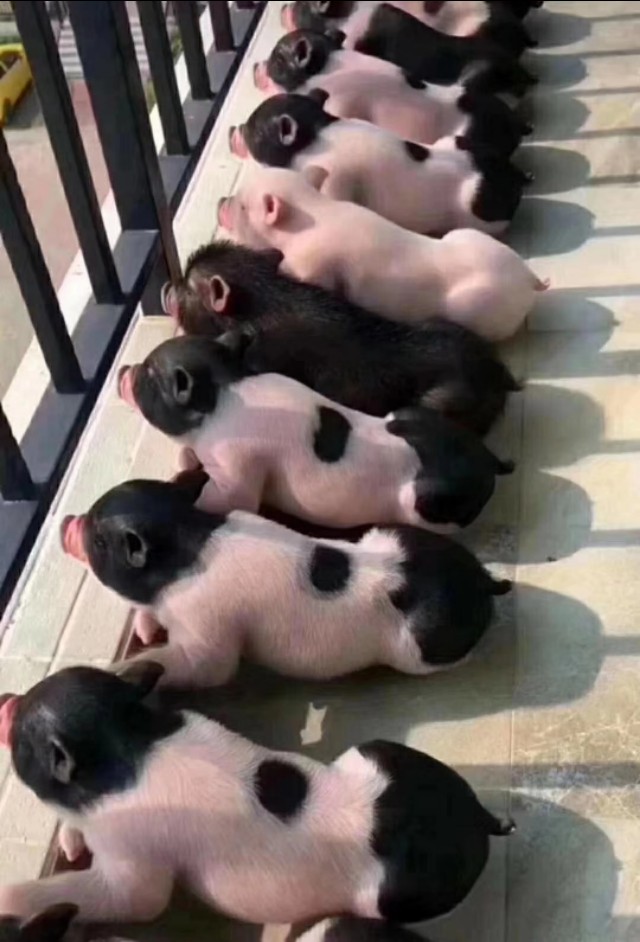 母猪妊娠后期便秘的原因有哪些,临产母猪便秘怎么解决