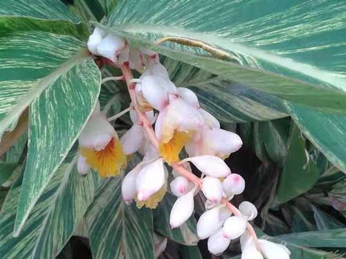 隔离霜bb霜和粉底液区别,涂粉底液还需要bb或是cc吗