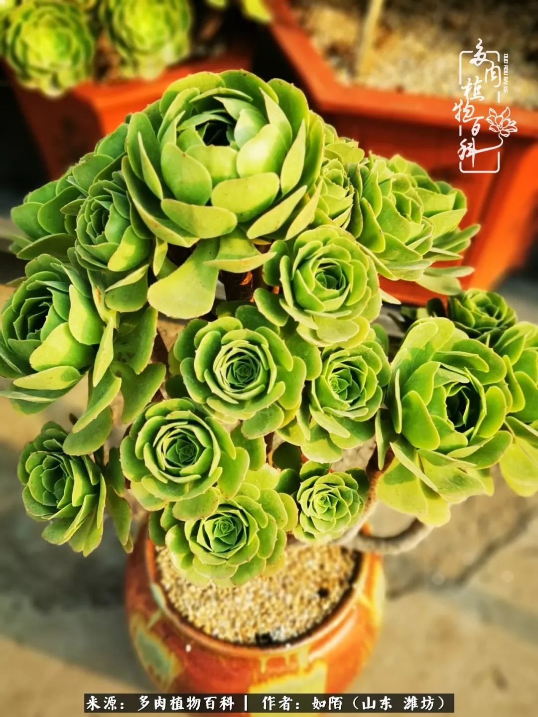 凤凰涅槃，浴火重生！多肉法师圣斗士们的秋天！（附养护经验）