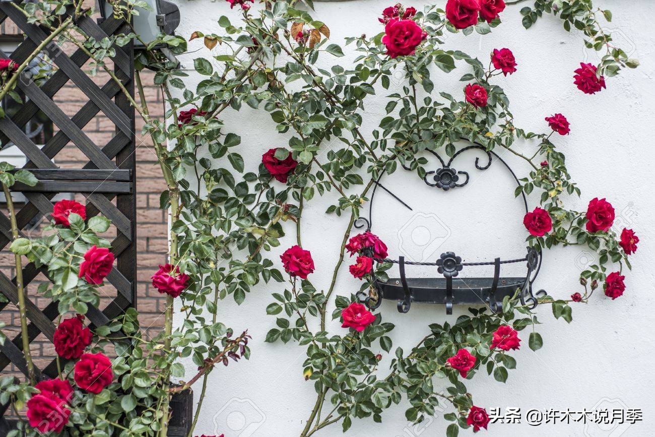 月季从小苗到大苗如何养,藤本月季花苗修剪教程